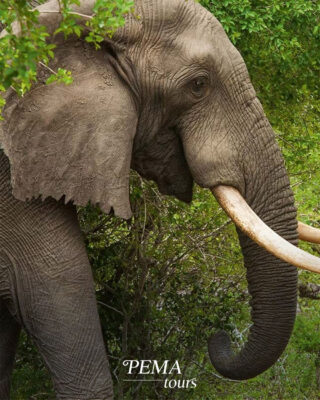 Elefante en Parque Nacional Kruger en Sudáfrica